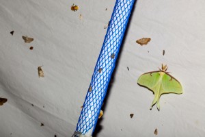 http://www.monsantra.com/#!moths/c1qbm 