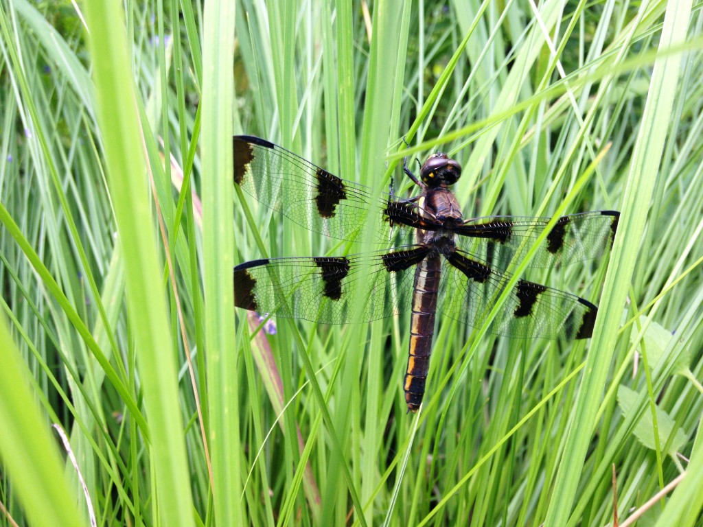 A dragonfly takes shelter in native grasses