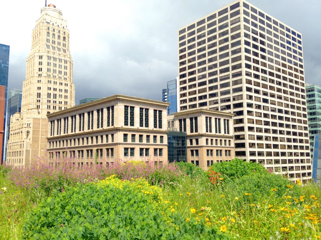 The splendid view from the Chicago City Hall green roof